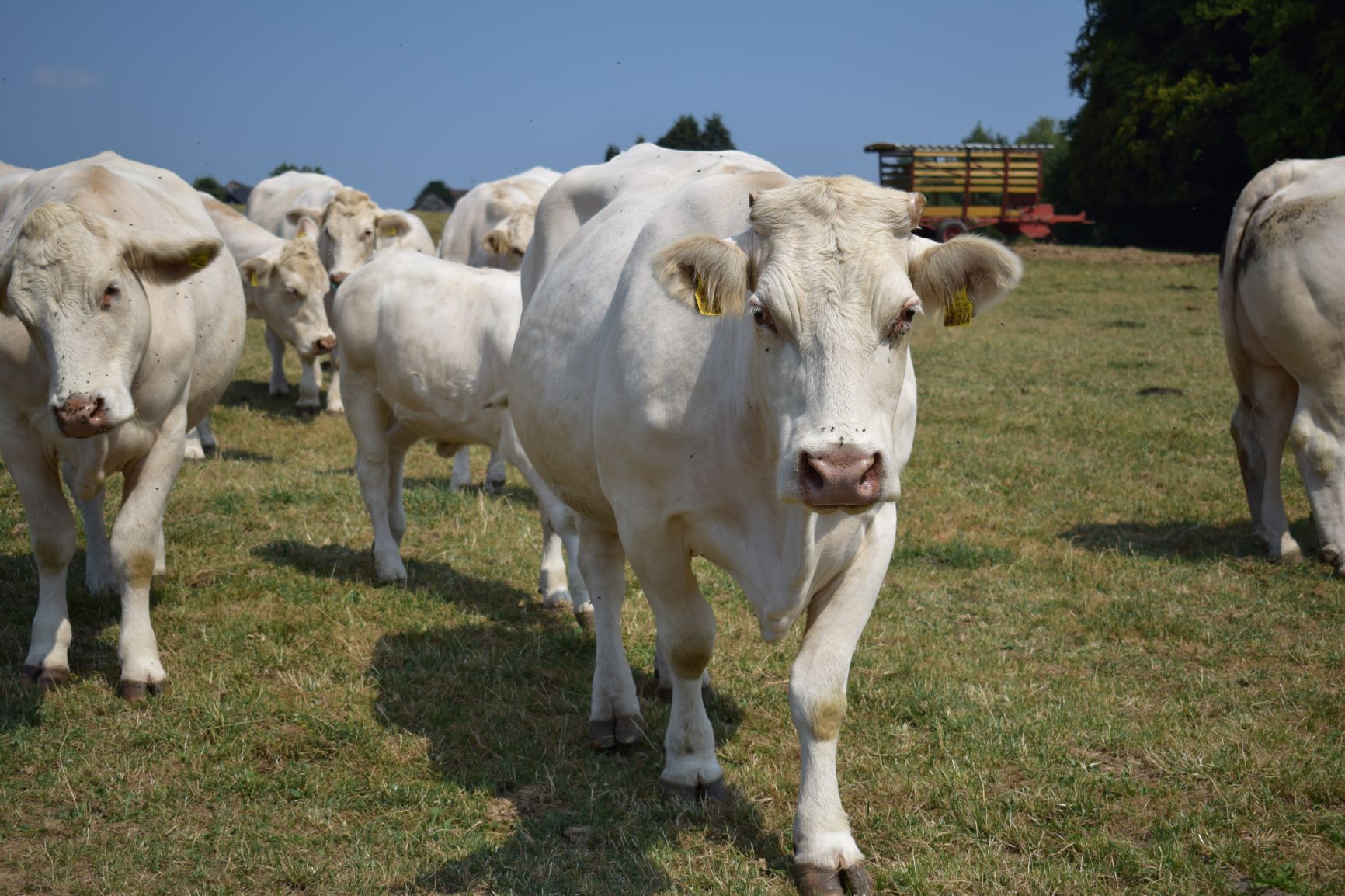 Hofschlachtung, Charolais